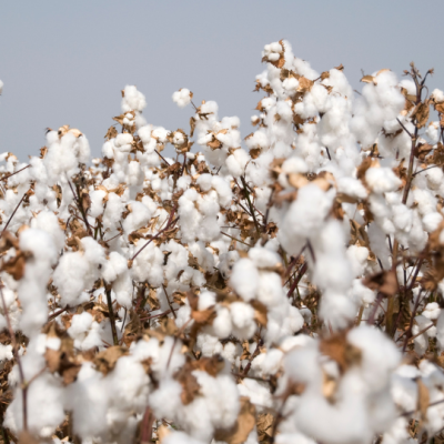 Enhancing the resilience of the Northern Territory’s rain-fed cotton: A comprehensive approach to yield prediction and water management