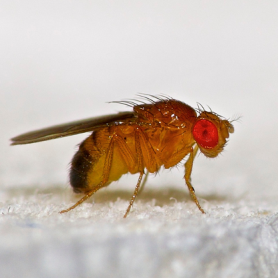 Identification of odorant receptors involved in host location in Queensland fruit fly