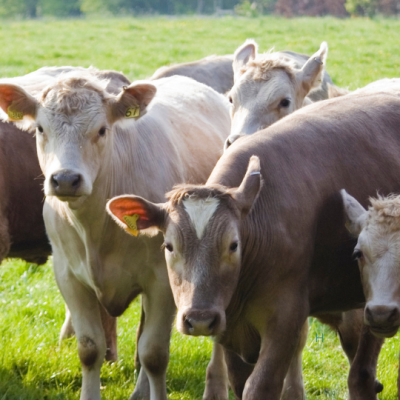Determining Sustainability Interventions to Improve the Resilience of Livestock Farms Against Environmental Perturbations