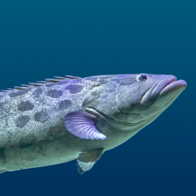 Building the foundation of a selective breeding program in Giant grouper, Epinephelus lanceolatus