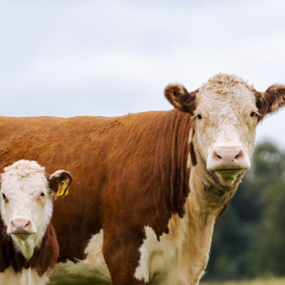 Predicting Livestock Weight Gain: Leveraging Machine Learning to Improve Productivity for Australian Producers
