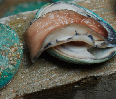 Improving survival, growth performance, and market characteristics of greenlip abalone (Haliotis laevigata) through dietary intervention