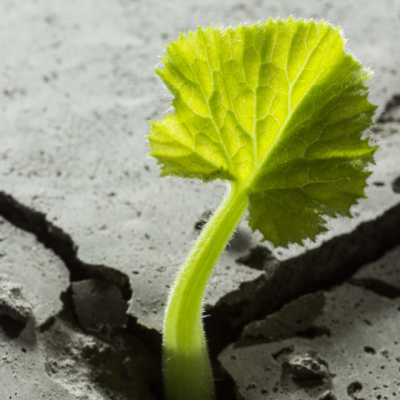 Building digital resiliance for the climate crisis