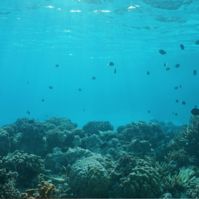 Genetic diversity and coral resilience across reef environments
